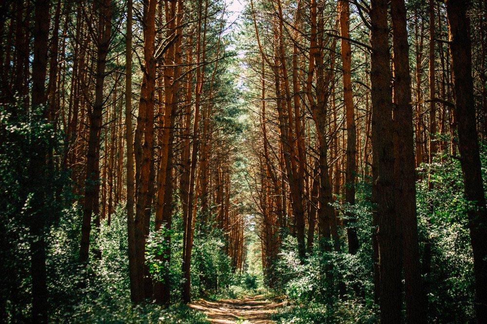 cnr-forest.jpg