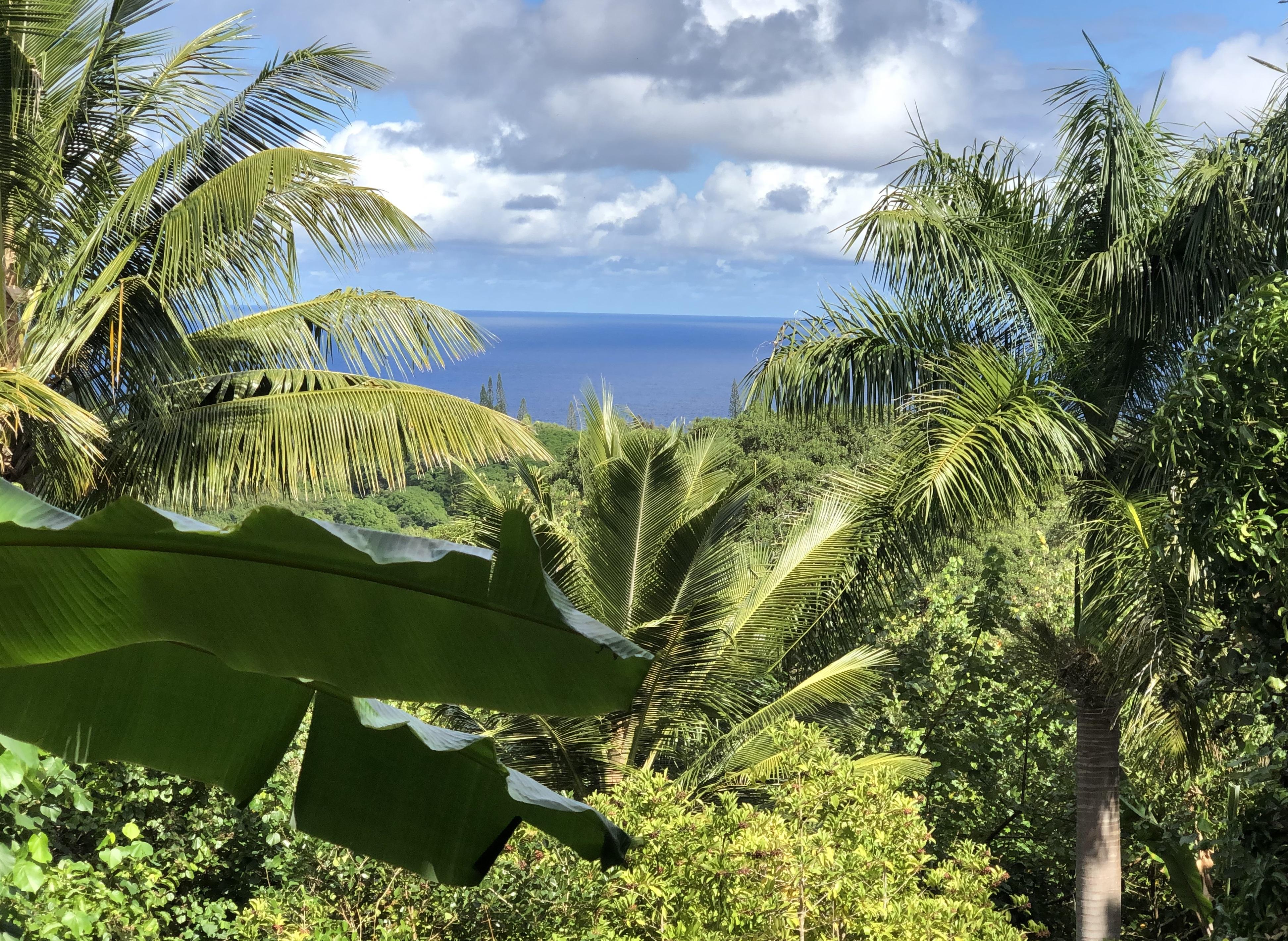 hawaii-maui-forest2.jpg