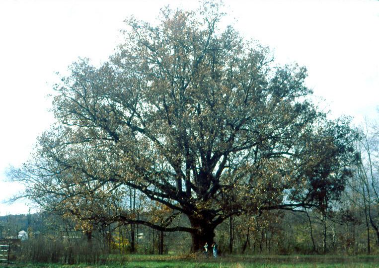 oak-tree.jpg