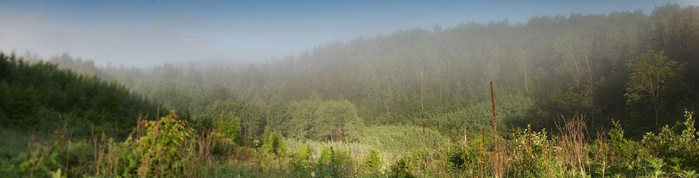 potlatch-deltic-forestland.jpg
