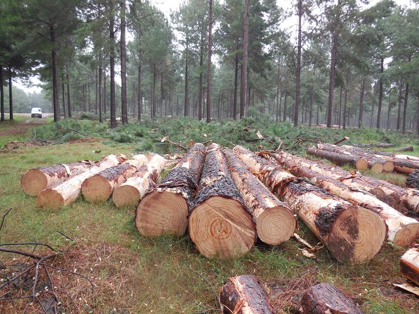 south-american-pine-plantations.jpg