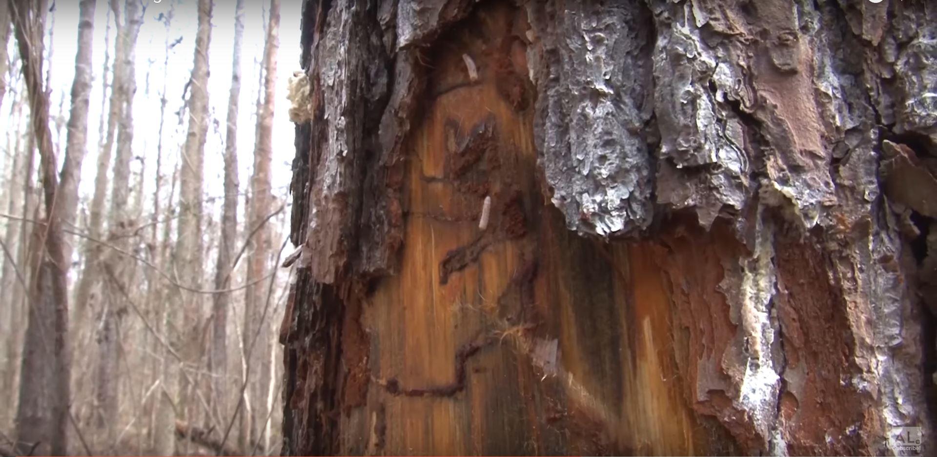 southern-pine-beetle-damage.JPG
