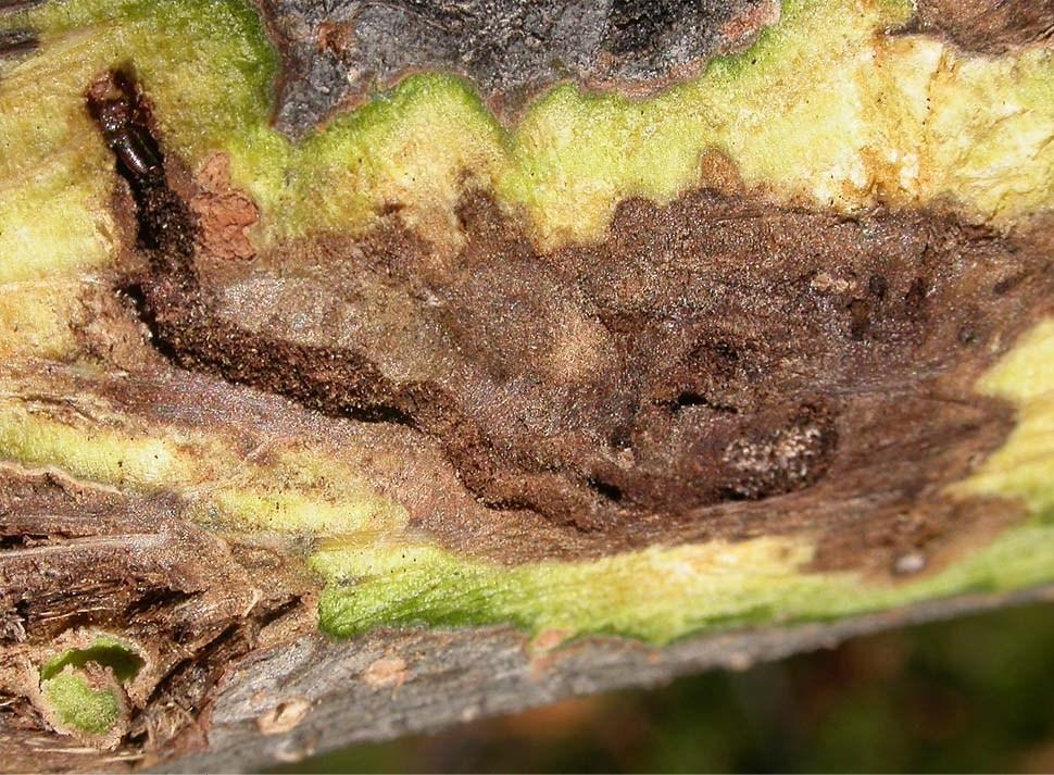 thousand-cankers-disease-walnut.jpg