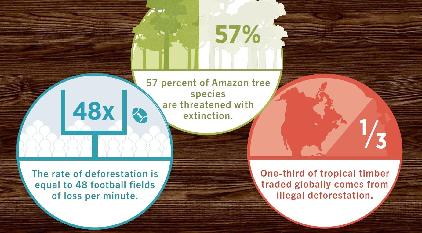 tree-extinction-wilsonart-understanding-wood-lacey.jpg