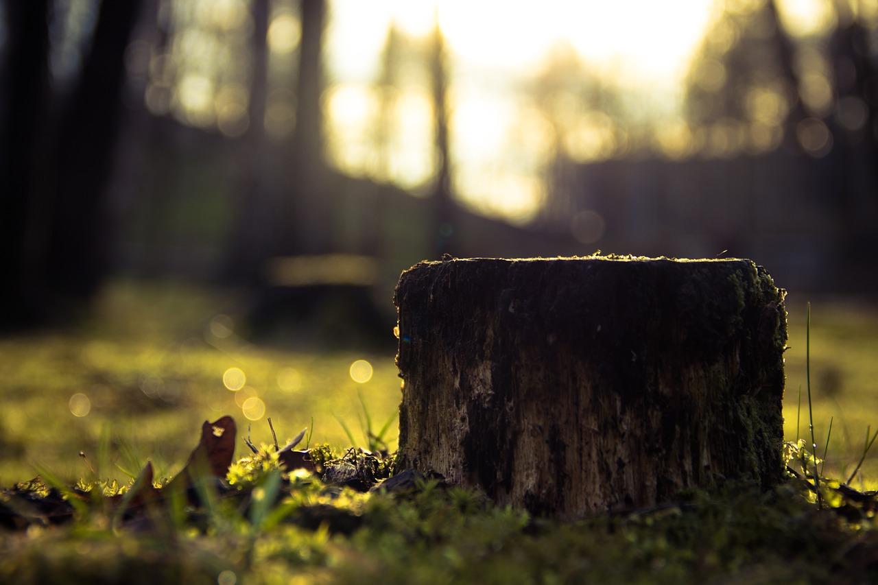 tree-stump-dead.jpg