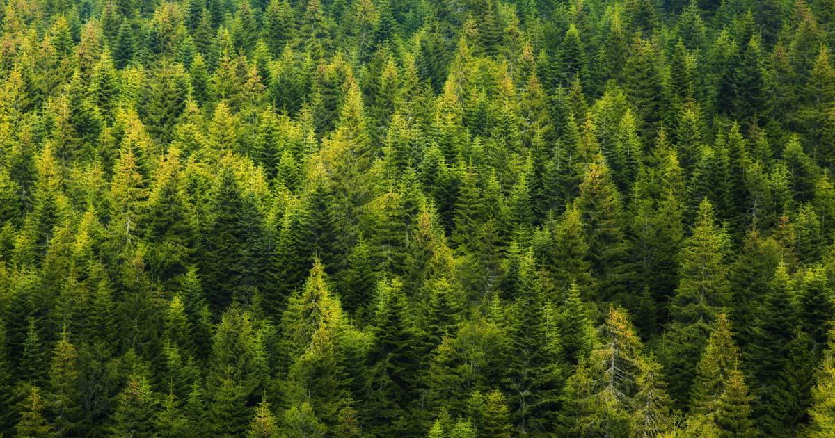trees.jpg