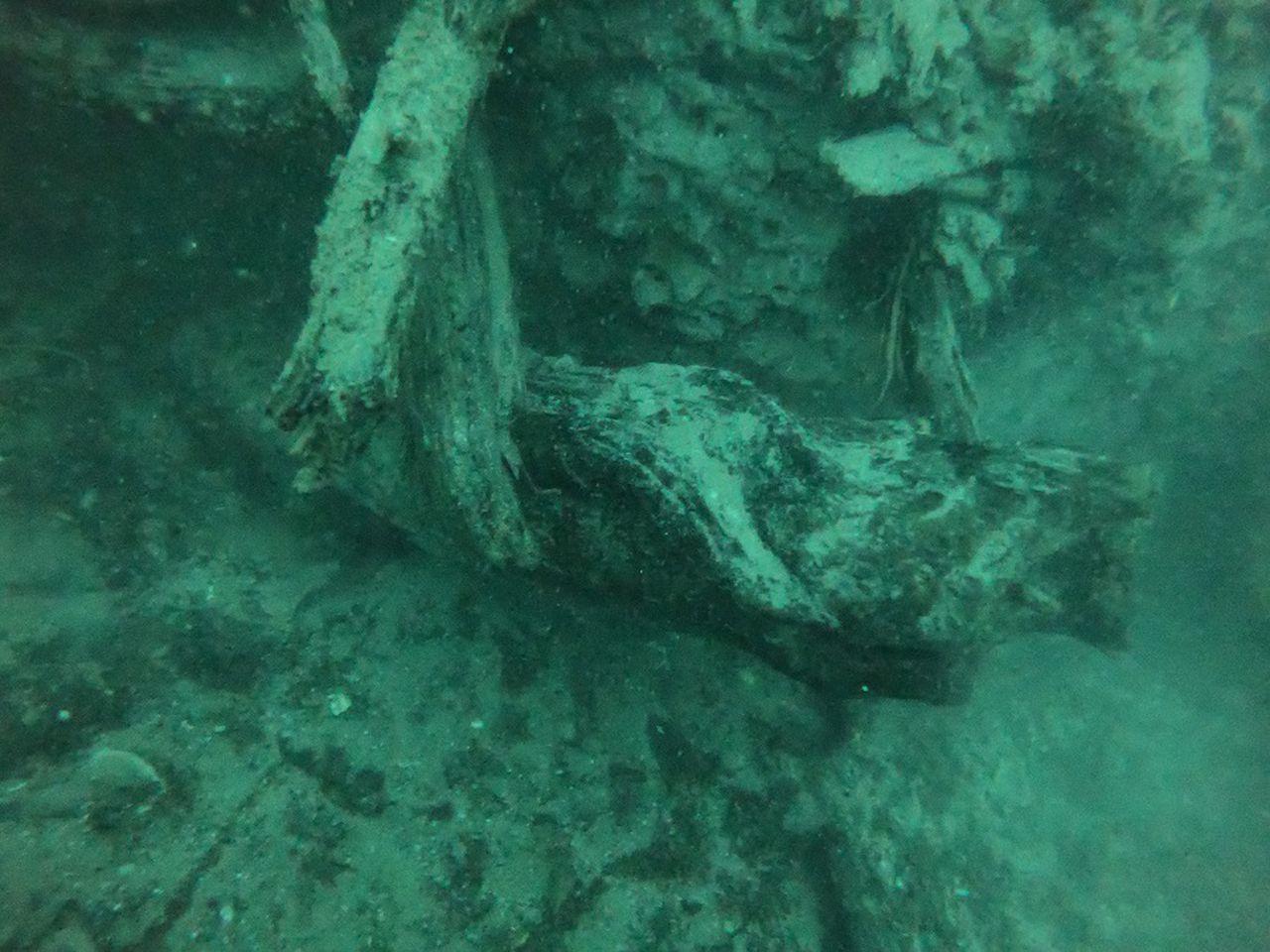 underwater-forest-1.jpg