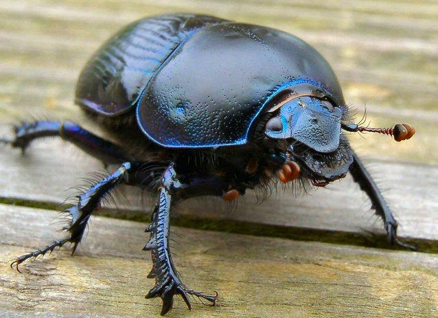 purple-beetle-2-1504033-638x462.jpg