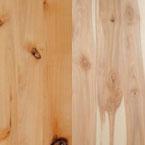 red_alder_paper_birch.jpg