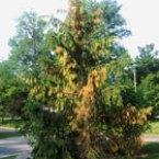 spruce-imprelis.jpg